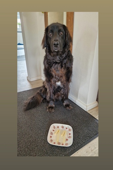 Mein Hovawart sitzt vor seinem "11. Geburtstag -Teller" mit Käse und Leckerlie drauf