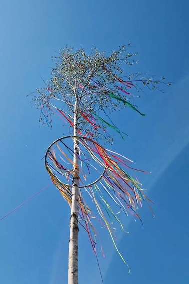 Eine schön geschmückte Birke vor strahlend blauem Himmel als traditioneller Maibaum