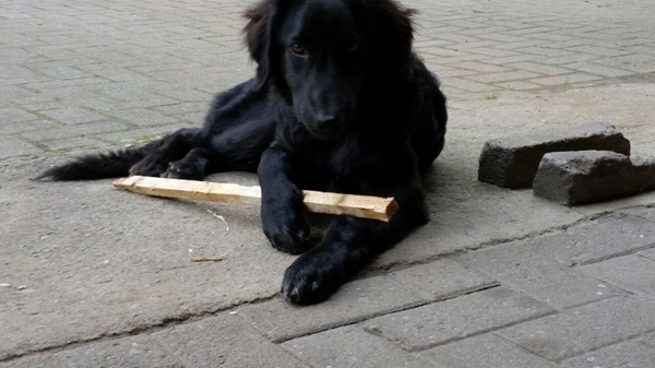 Hulk als Welpe mit Holz
