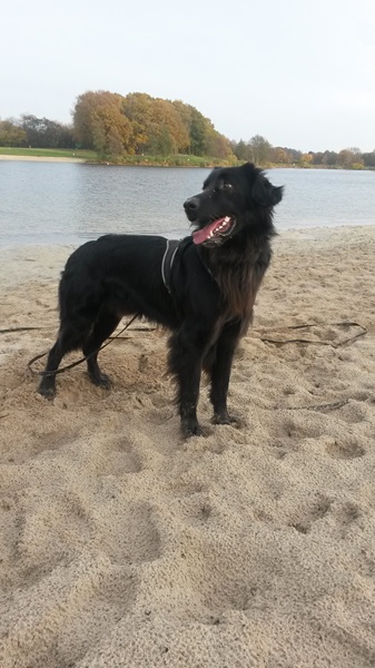 Hulk am Strand