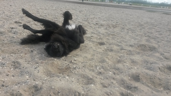 Hulk wälzt sich am Strand
