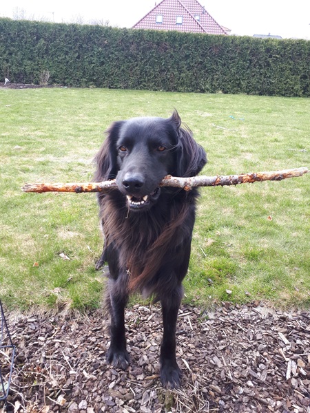 Hulk mit Holz im Maul