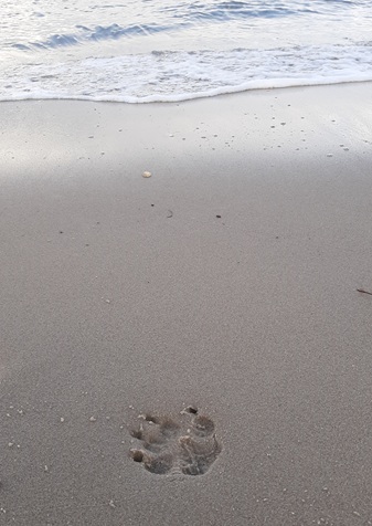 Abdruck einer Hundepfote im Sand
