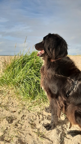 Hulk am Strand