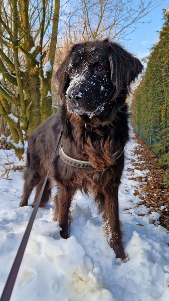 Hulk mit einer Schnauze voller Schnee