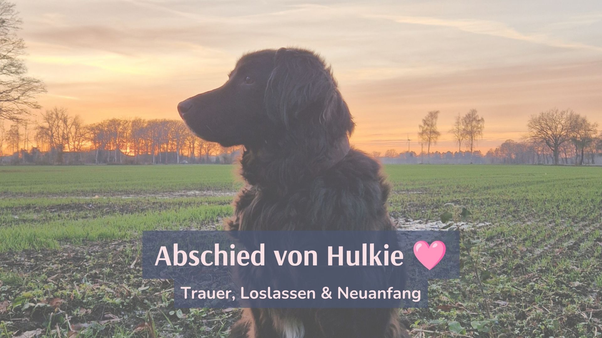 Abschied von meinem Hund: 7 Dinge, die er mir über mich beigebracht hat