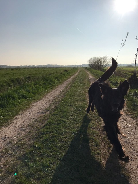 Hulk läuft auf einem Feldweg, die Ohren und die Rute wehen im Wind